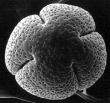 Photograph of a citrus pollen grain.