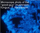 Microscope photo of the good-guy fungus, T. harzianum