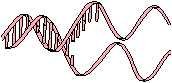 Graphic of DNA, a molecule on which an organism's genes reside--in this case, chicken genes for making the egg protein avidin.