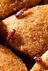Photo of flour beetles nibbling on pet food. These insects also are serious pests of cereals made of grains.