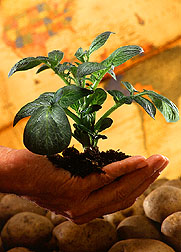 Photo: A hand holding a small potato plant