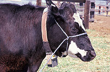 Photograph of a cow wearing a collar that receives satellite signals from space. 