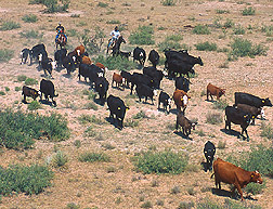 Photograph of cowhands driving a herd of cattle. 