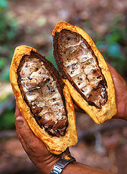Bad-guy fungi destroy the bean in the cacao pod