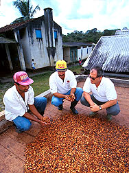 Cacao beans drying on a cacao farm in Brazil
