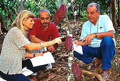 Scientists examine healthy cacao pods