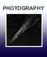 2004 1st Place Photography - Autofluorescence of Tick Nymph on a Mammalian Host - Marna E. Ericson, University of Minnesota