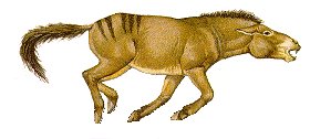 JPG-Zebra-like horse of the Pliocene Epoch.
