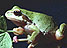 [Frog image]