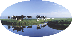 Cows graze near a lake