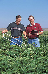 Agronomist and microbiologist record weed density in potatoes: Click here for full photo caption.