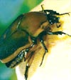 Photo of a june bug