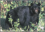 [Photo] Black Bear
