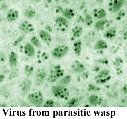 Virus from parasitic wasp