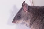 Gambian giant-pouched rat (C. gambianus)