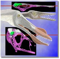 Several views of pterosaur skulls