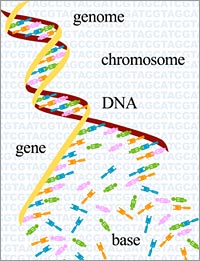 image of dna