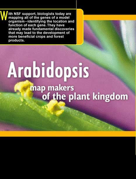 Arabidopsis - Map Makers of the Plant Kingdom