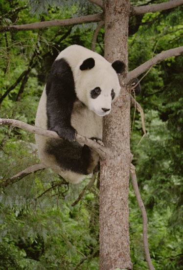 Panda in tree
