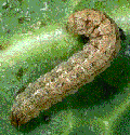 Photo of a cutworm larva on a leaf