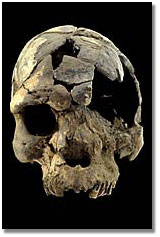 frontal view of Homo sapiens idaltu