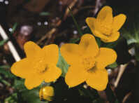 BIOLOGY (Picture of Marsh Marigold at Gooseberry Falls State Park)
