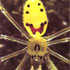 Link to "Kids Links" - picture of an Hawaiian Happy Face Spider 