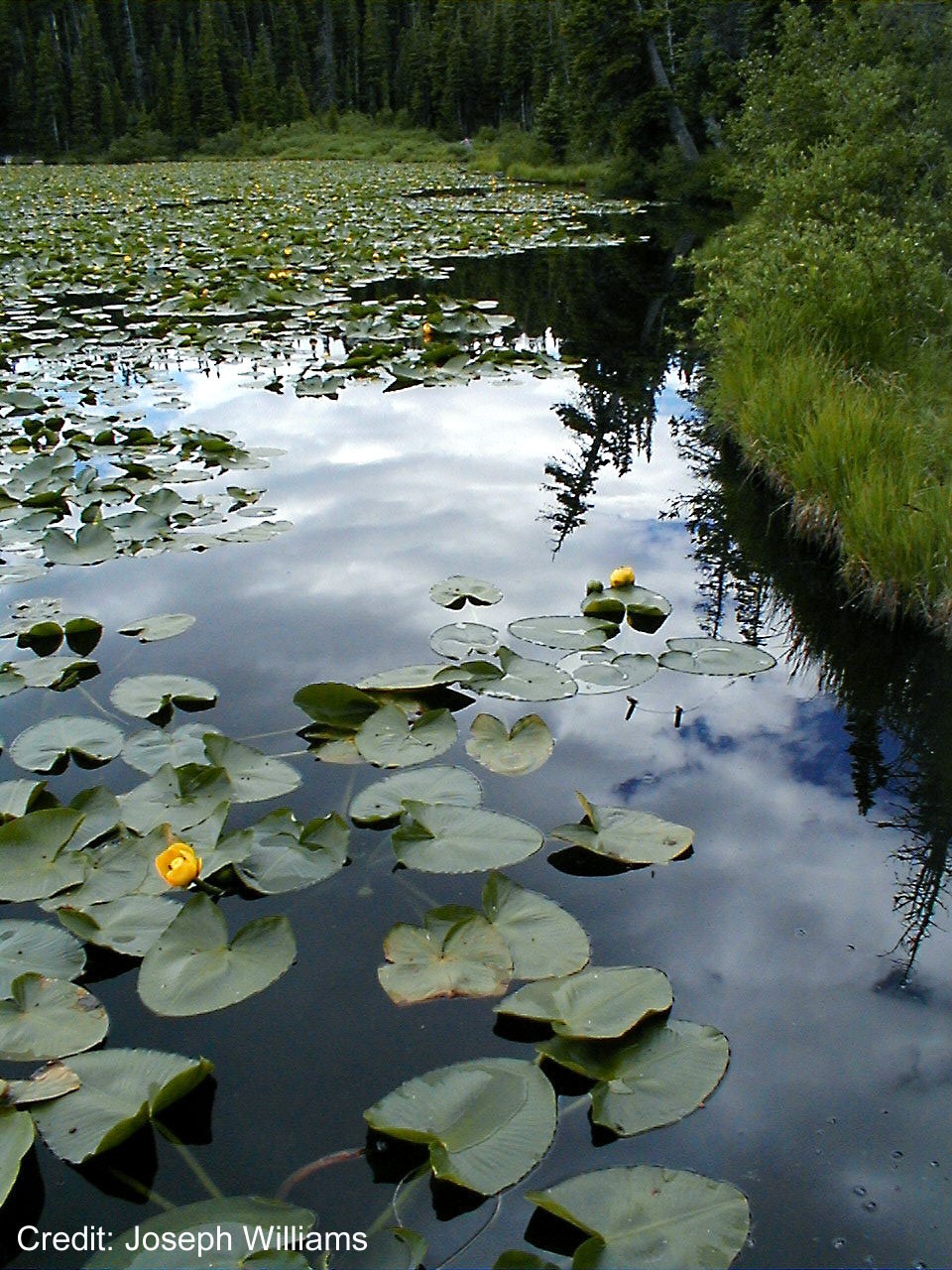 Nuphar polysepalum, or pond lily in a lake in Colorado