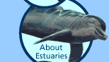About Estuaries