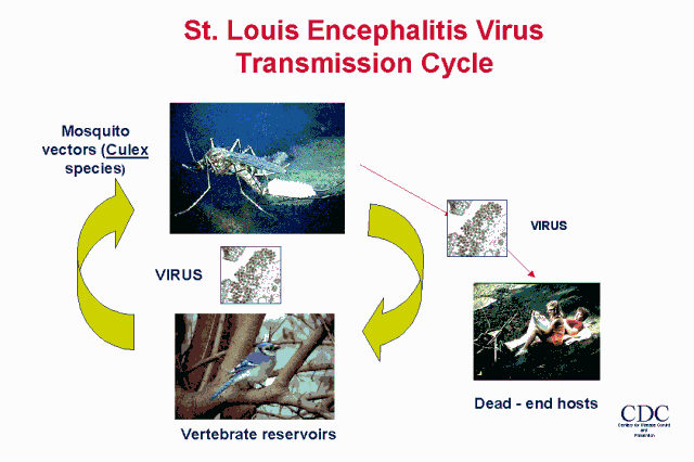 St. Louis Encephalitis Transmission Cycle