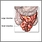 Small intestine anatomy
