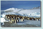 Photo of a group of emperor penguins at Cape Croziers