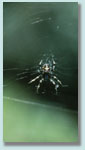 Close up of orb-weaving spider