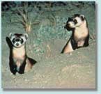 Two black-footed ferrets.