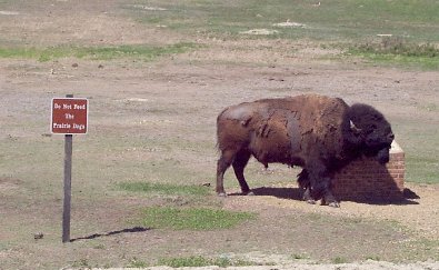 bison scratching chin