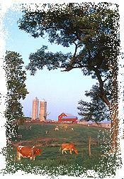 Foto de un granjero, silos, y vacas en el pastadero.