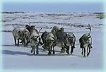 Video of reindeer sled and dog sled