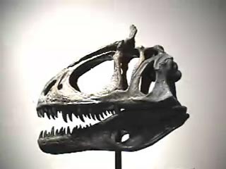 Photo of Cryolophosaurus skull