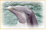 Atlantic Bottlenosed Dolphin
