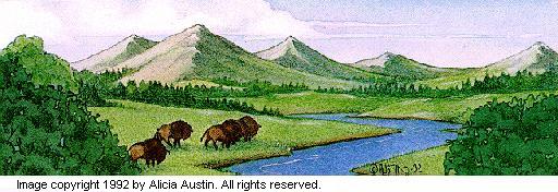 Illustration of buffalo, image copyright 1992 by Alicia Austin