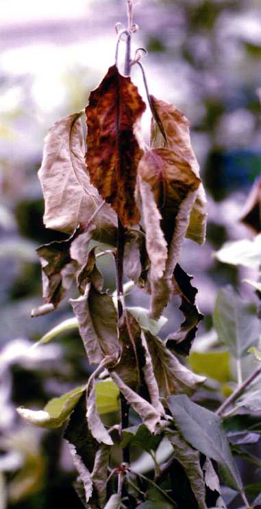 An apple tree shoot infected with fire blight.