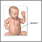 Infant anatomy