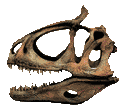 Photo of a Cryolophosarus skull