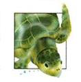 Image of turtle - link to turtle page