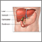 Anatoma de la vescula biliar
