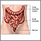Anatoma del colon (intestino grueso)