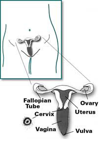 diagram female reproductive tract