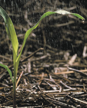 photo: plant in a rainfall