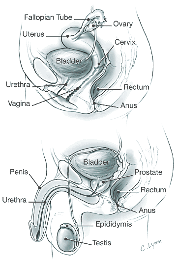 Female and Male Sex Organs