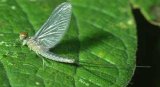 Photo of an adult mayfly